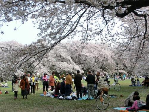 36満開の桜の下.JPG
